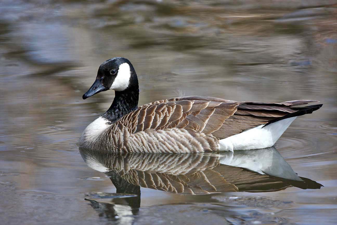 Waterfowl Photo 6