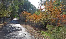 Click for large photo
