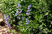 Click for large photo