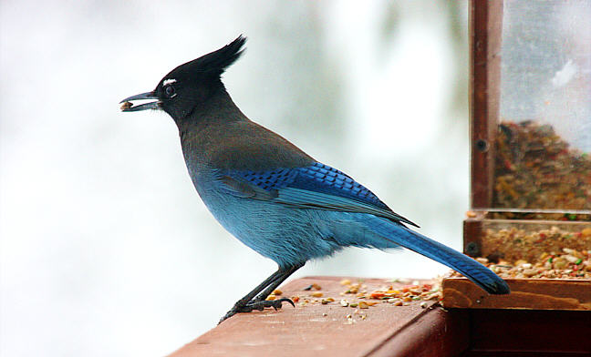 Click for Photos