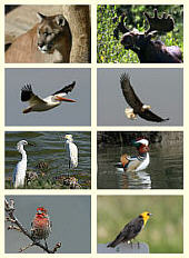  Thumbnails, Birds and Animals 