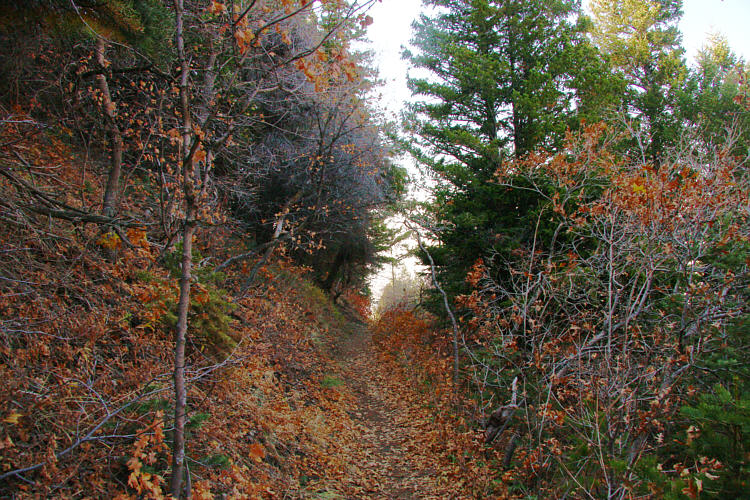 Indian Trail Photo 24