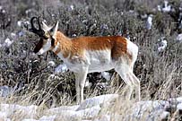 Winter Wildlife-3 
 