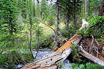 Click for large photo