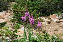 Click for large photo