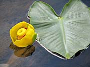 Click for large photo