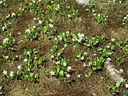 Click for large photo